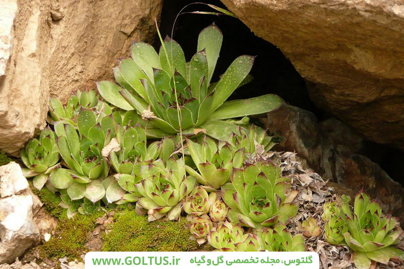 گیاه آبرون کبیر