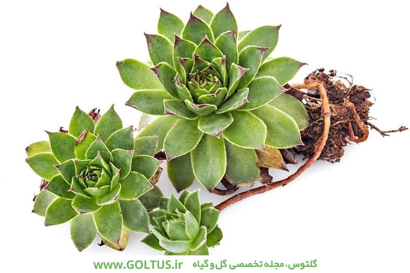 گیاه آبرون کبیر