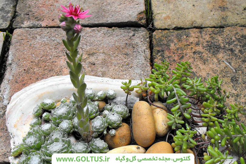 گیاه ابرون کبیر