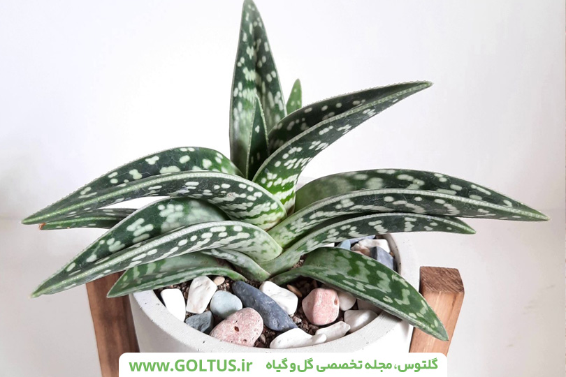 ساکولنت آلوئه واریگاتا
