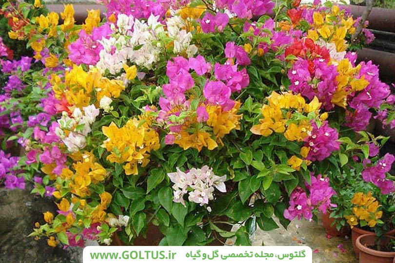 گل کاغذی