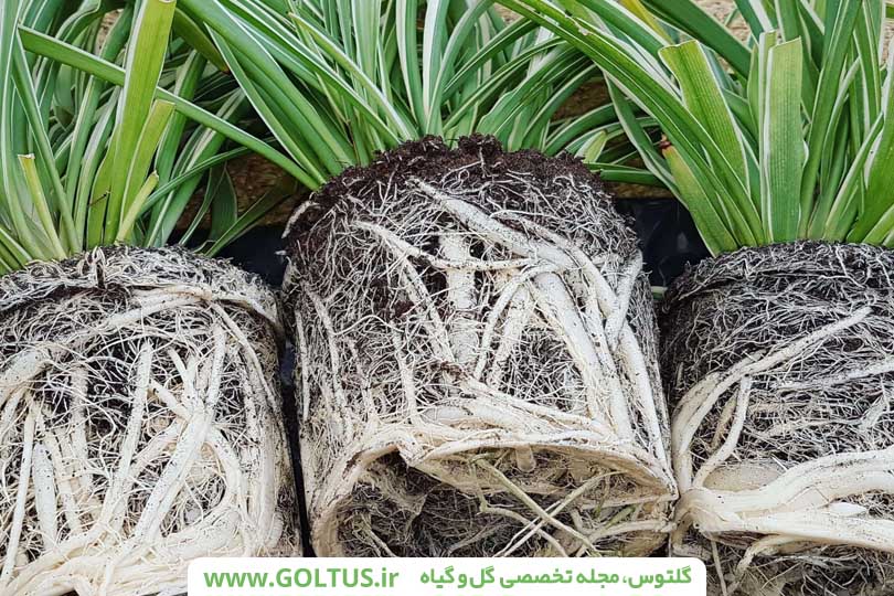 گل گندمی