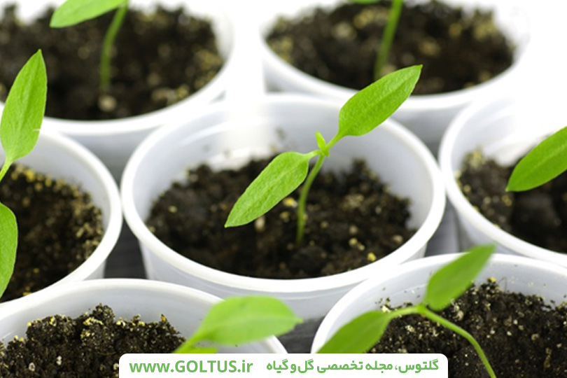 گیاه فلفل زینتی