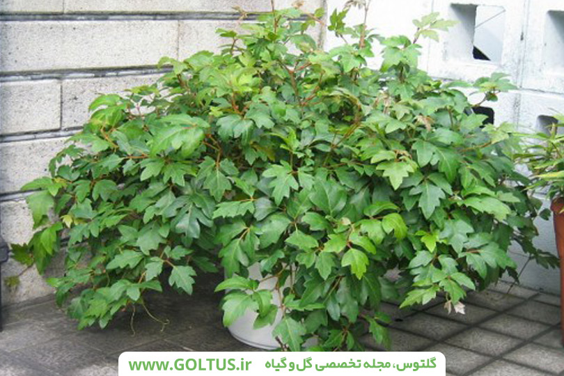 پیچ سیسوس(پیچ کانگورو)