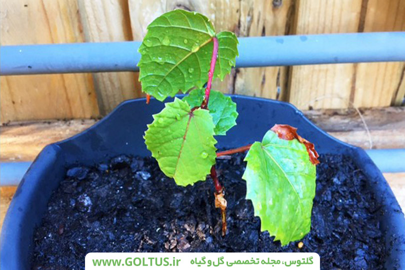 پیچ سیسوس( پیچ کانگورو)