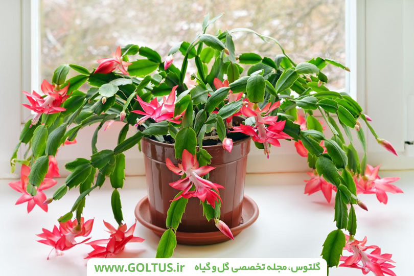 کاکتوس اپی‌فیلوم