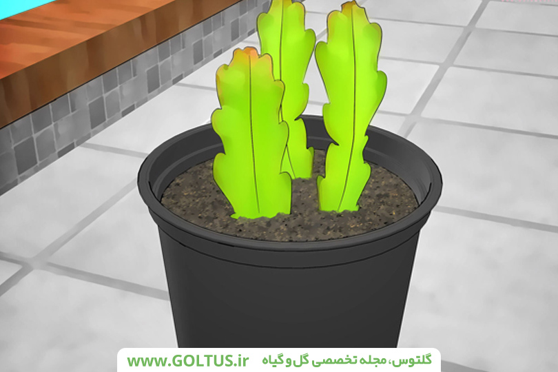 کاکتوس اپی‌فیلوم