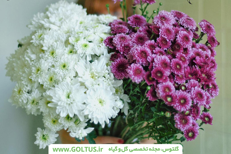 گل داوودی