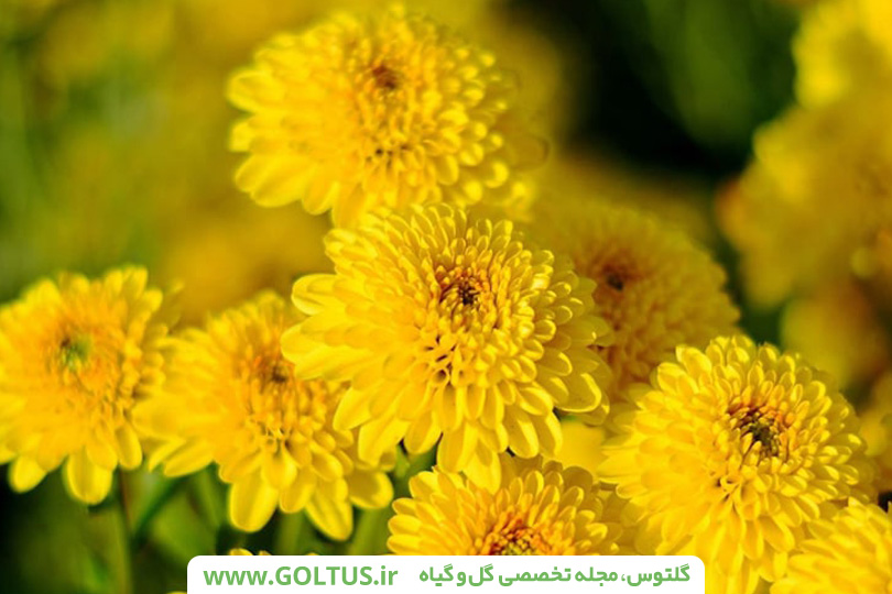 گل داوودی