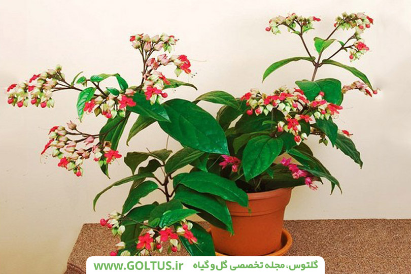 گل کلرودندرون( پیچ معین التجار)