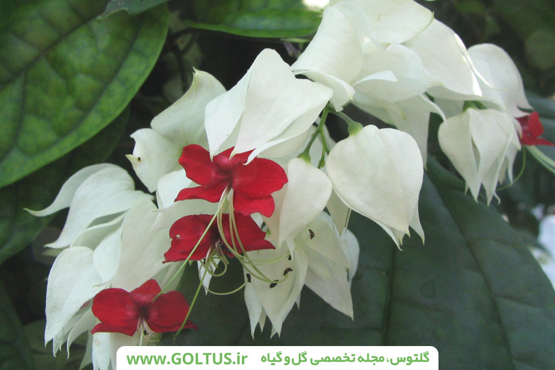 گل کلرودندرون(پیچ معین التجار)