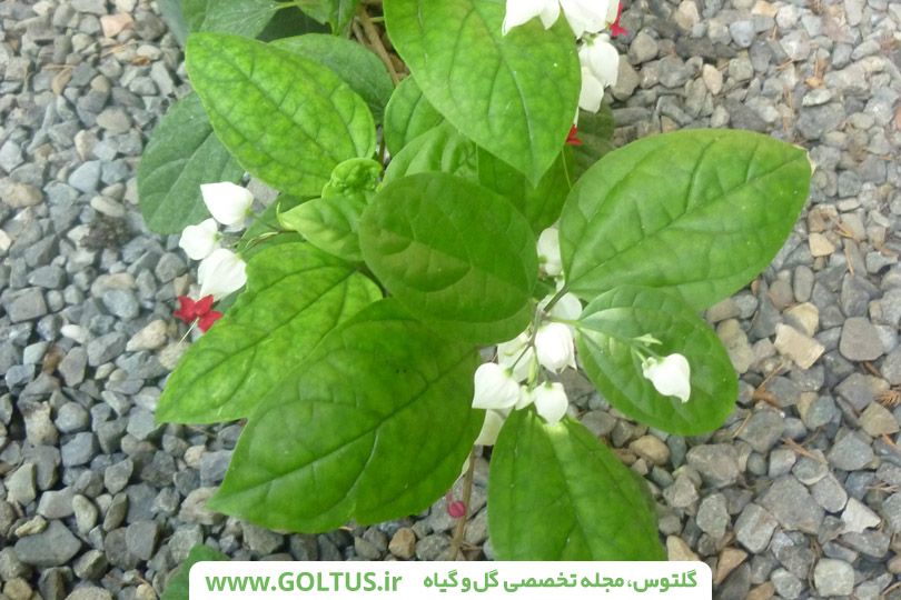 گل کلرودندرون(پیچ معین التجار)