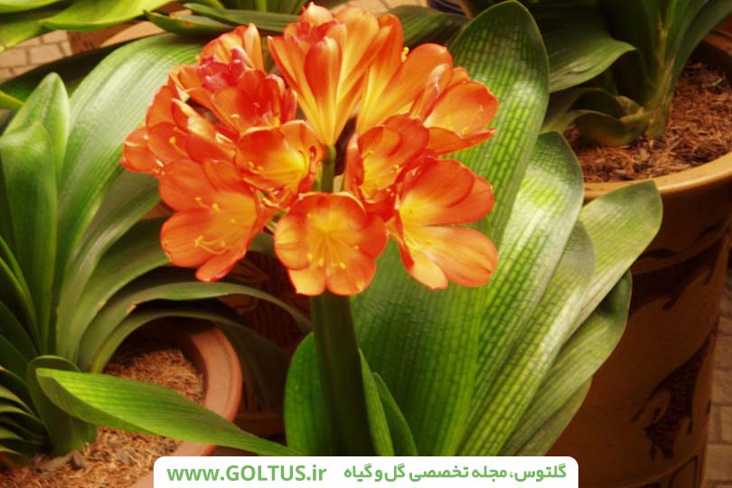 گیاه خوشیدی
