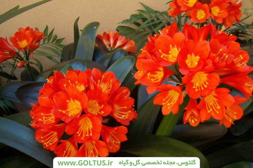 گیاه خوشیدی