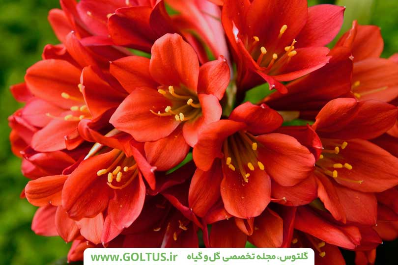 گیاه خوشیدی