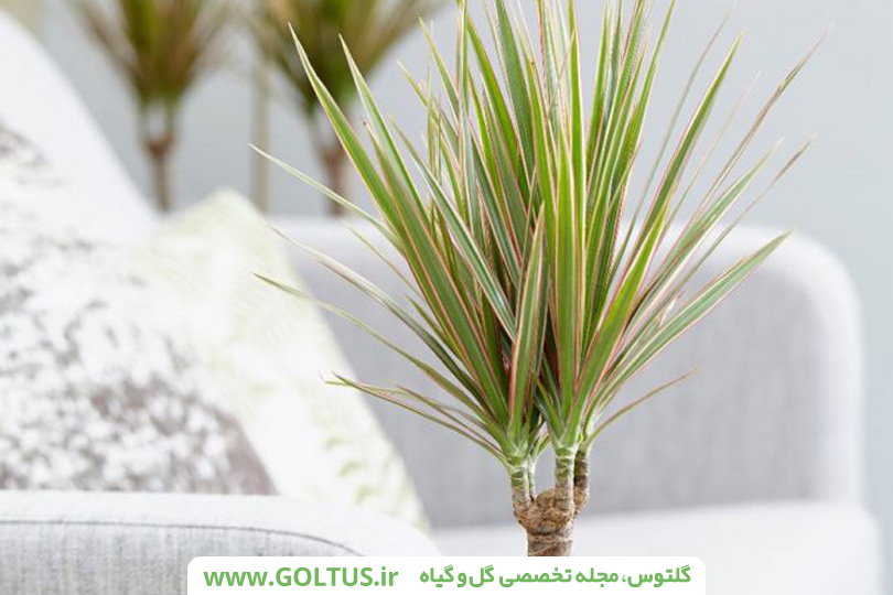 گیاه دراسنا پرچمی