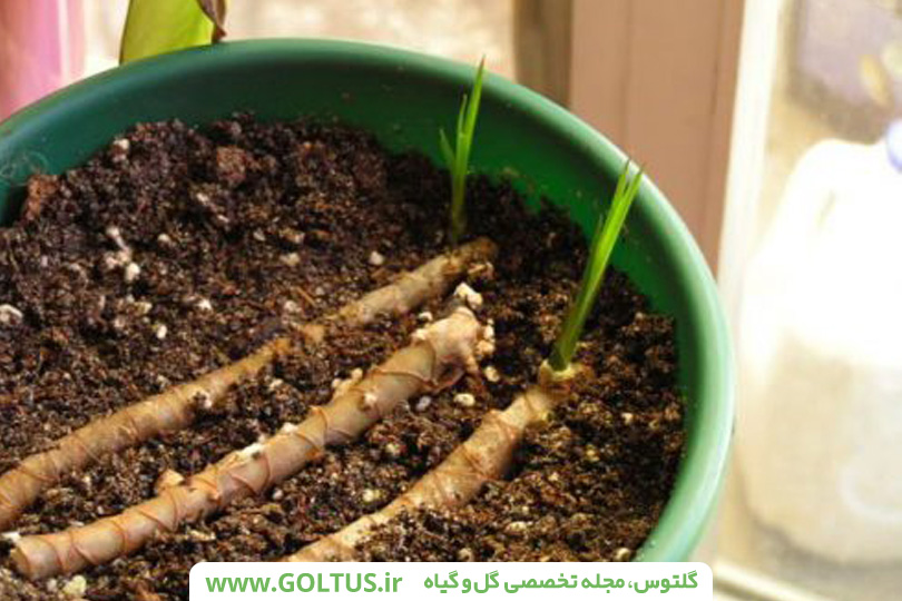 گیاه دراسنا پرچمی