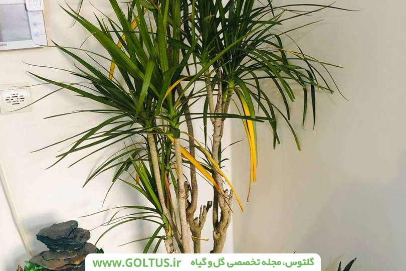 گیاه دراسنا پرچمی