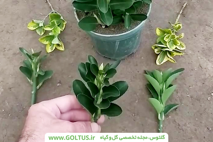 گیاه شمشاد رسمی