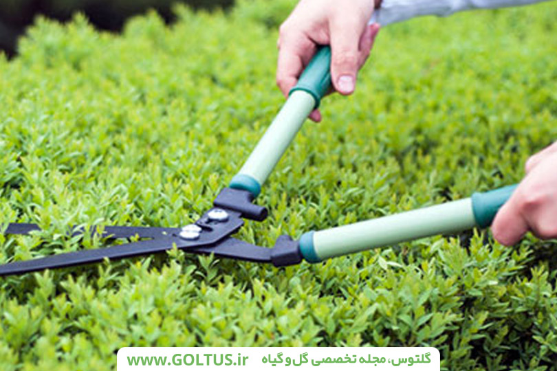 گیاه شمشاد رسمی