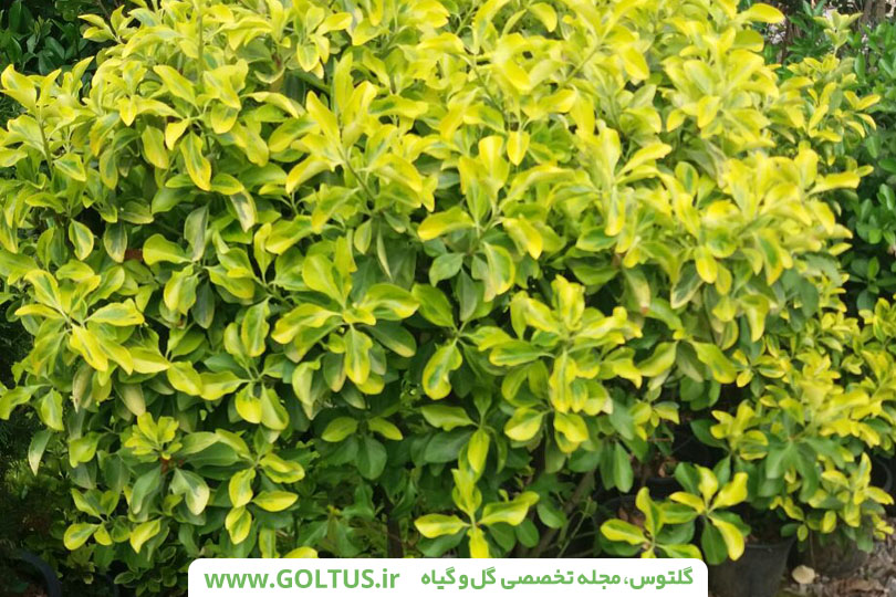 گیاه شمشاد رسمی
