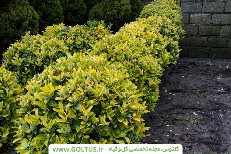 گیاه شمشاد رسمی
