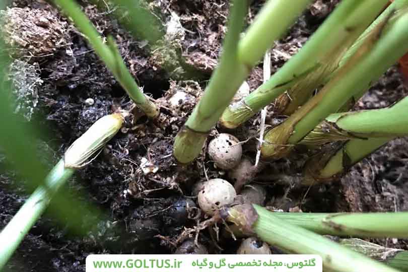 گیاه نخل شامادورا
