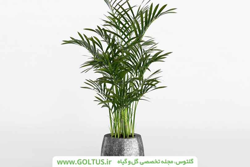 گیاه نخل شامادورا