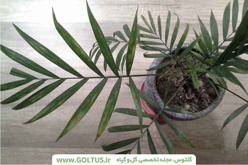 گیاه نخل شامادورا