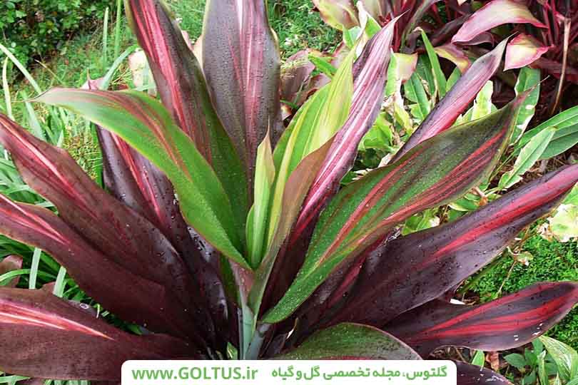 گیاه کوردیلین