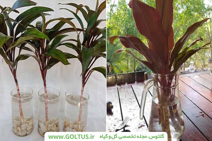 گیاه کوردیلین