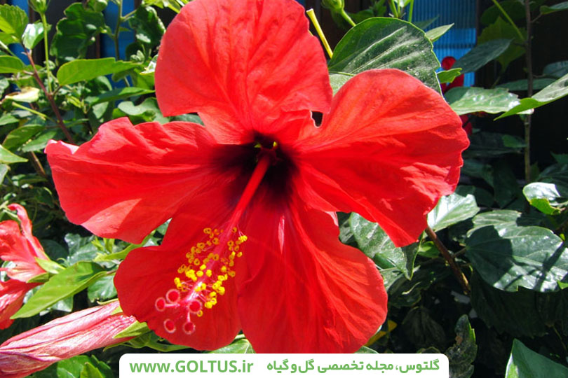 گل ختمی چینی