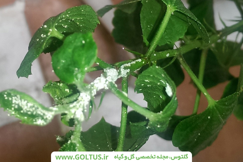گل ختمی چینی