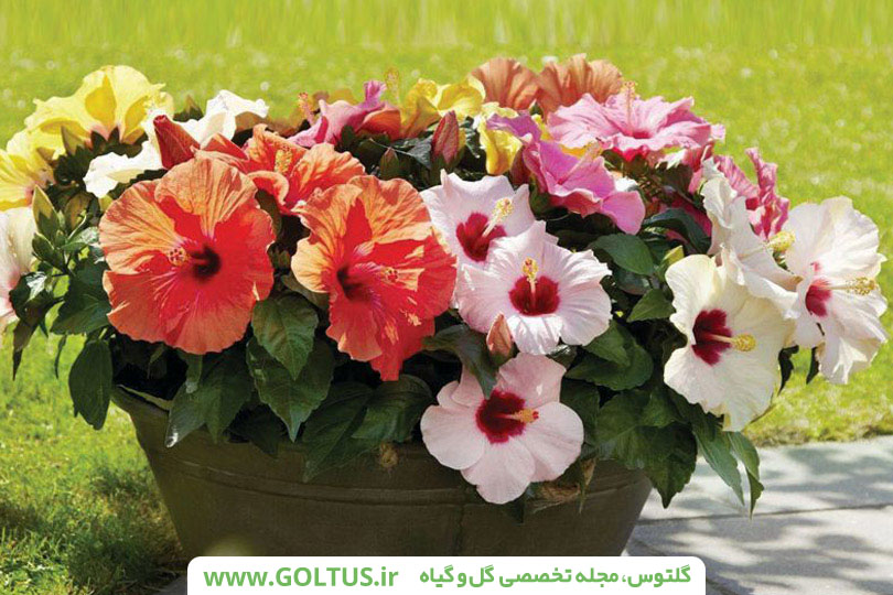 گل ختمی چینی