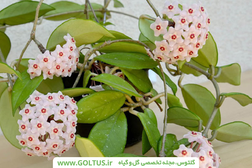 گل هویا