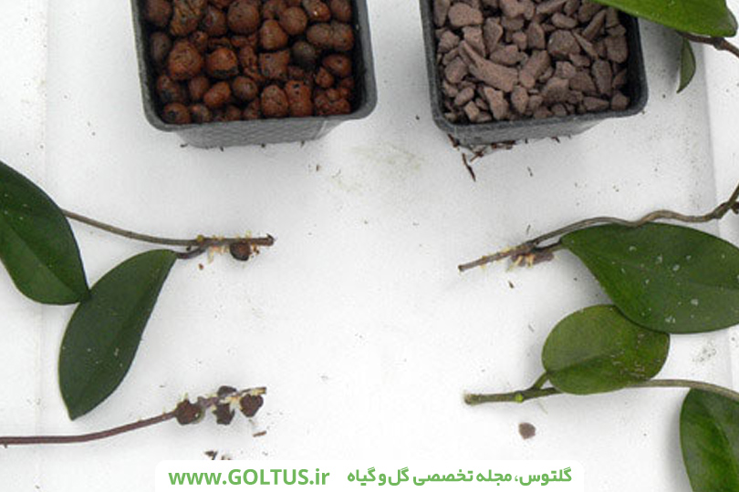 گل هویا