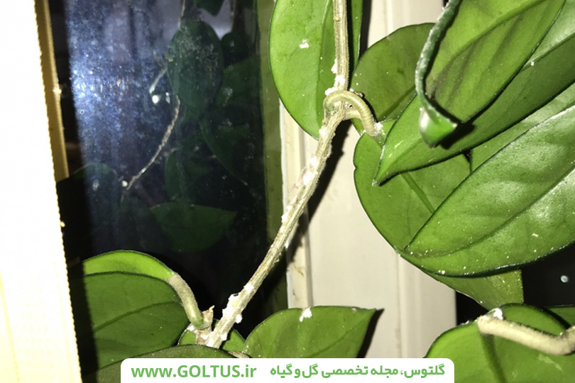 گل هویا