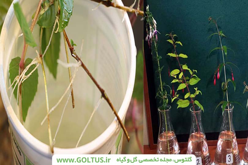 گیاه فوشیا