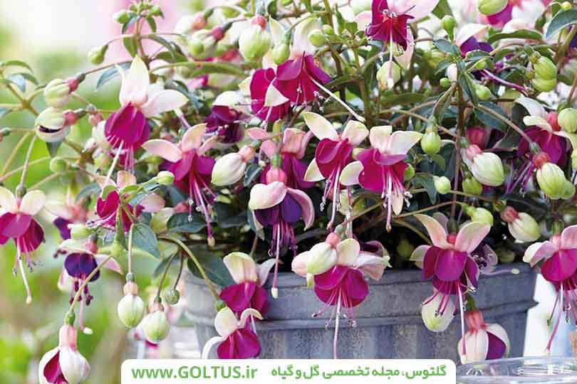 گیاه فوشیا