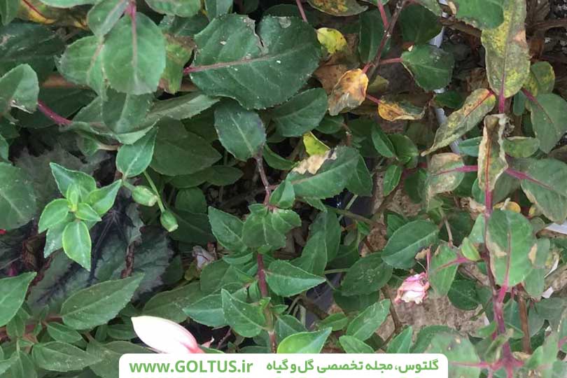گیاه فوشیا