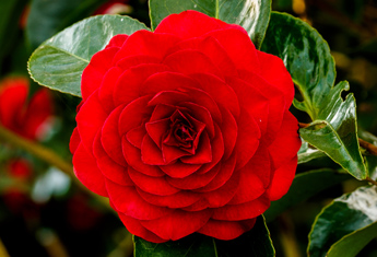 درختچه کاملیا
