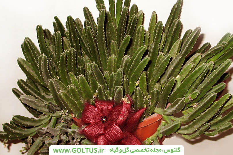 کاکتوس قورباغه ای یا استاپلیا