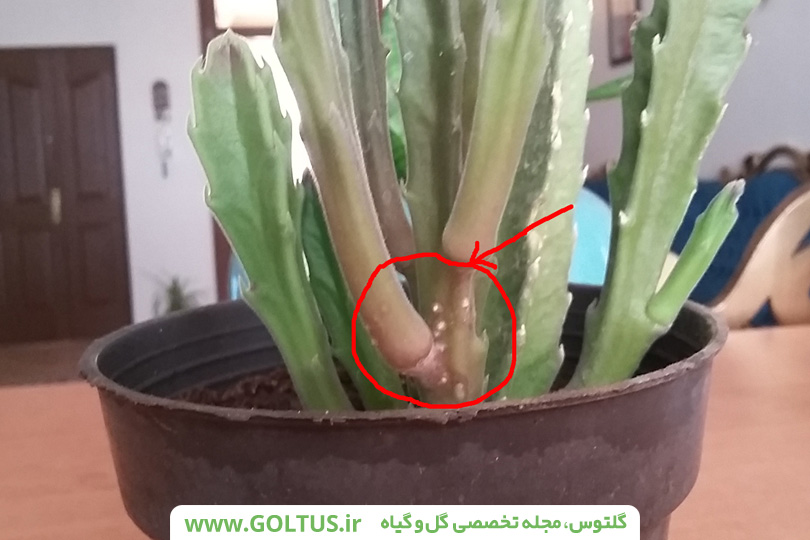 کاکتوس قورباغه‌ای یا استاپلیا