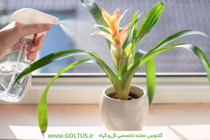 گل وریزیا