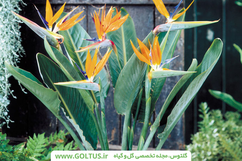 گل پرنده بهشتی