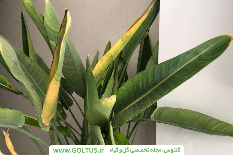 گل پرنده بهشتی