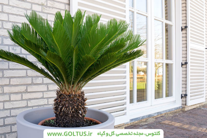 نخل سیکاس