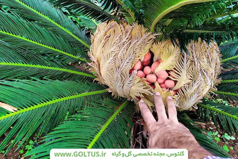 نخل سیکاس