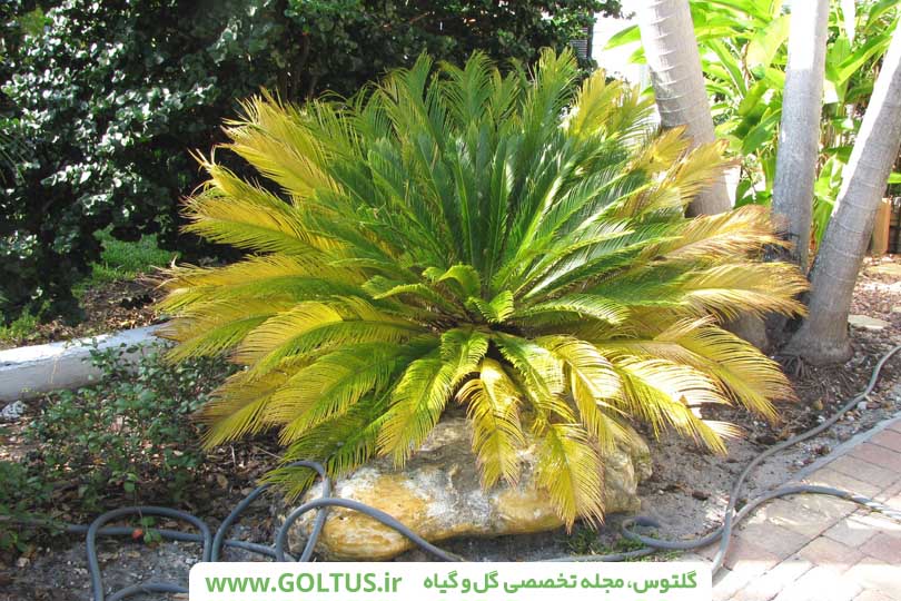 نخل سیکاس