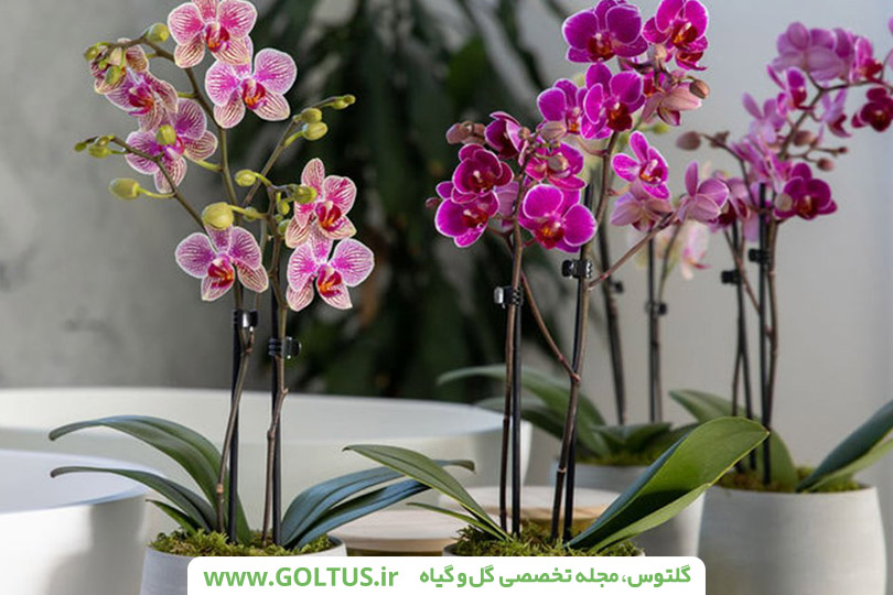 گل ارکیده فالانوپسیس